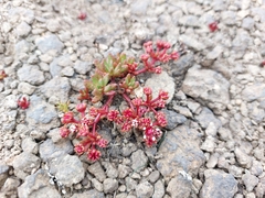 Crassula peploides