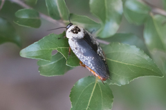 Gyna caffrorum