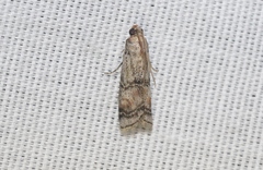 Anadelosemia condigna