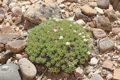 Eriogonum tumulosum