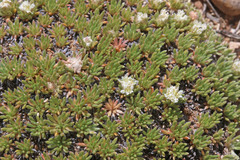 Eriogonum tumulosum