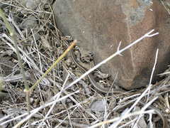 Pseudalsophis hoodensis