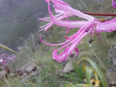 Nerine bowdenii