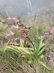 Nerine bowdenii
