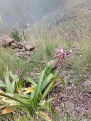 Nerine bowdenii