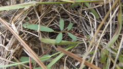Tephrosia florida
