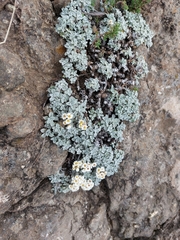 Helichrysum sutherlandii