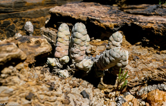 Crassula plegmatoides
