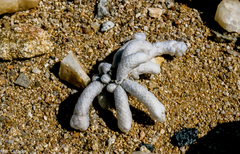 Anacampseros papyracea