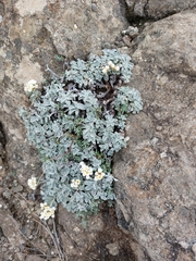 Helichrysum sutherlandii
