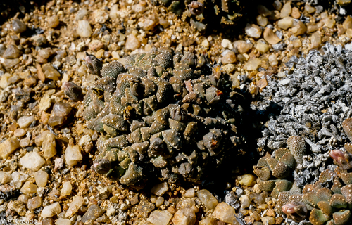 Aloinopsis luckhoffii
