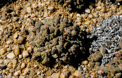 Aloinopsis luckhoffii