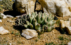 Conophytum bilobum
