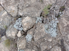 Helichrysum sutherlandii