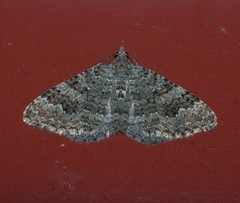 Helastia semisignata