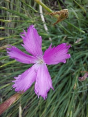 Dianthus basuticus