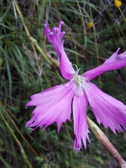 Dianthus basuticus