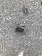 Eleodes suturalis