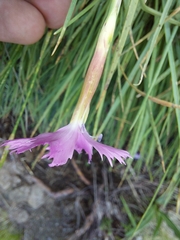 Dianthus basuticus
