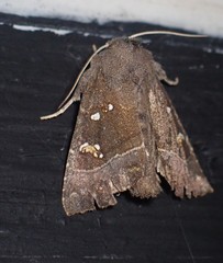 Papaipema nebris