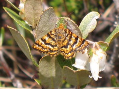 Epelis truncataria