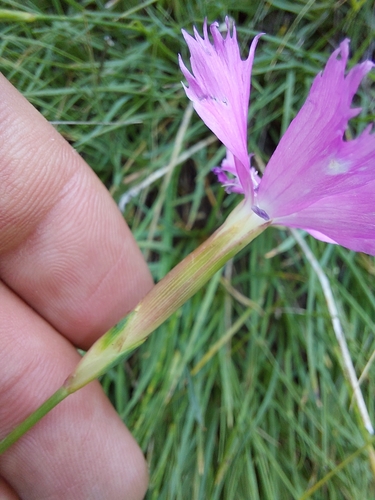 Image of Dianthus basuticus by (c) Manuel R Popp, some rights reserved (CC BY)