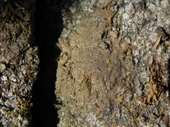 Willeya diffractella