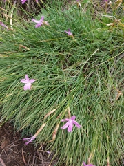 Dianthus basuticus
