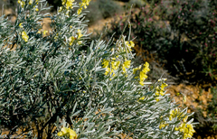 Calobota cytisoides
