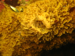 Halichondria sitiens