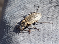 Licinus punctatulus granulatus