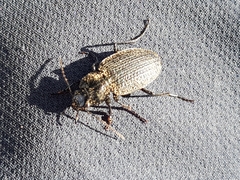 Licinus punctatulus granulatus