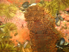 Cucumaria frondosa