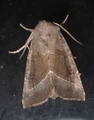 Papaipema nebris