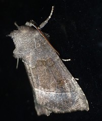 Papaipema nebris
