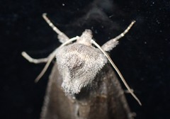 Papaipema nebris