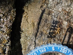 Willeya diffractella