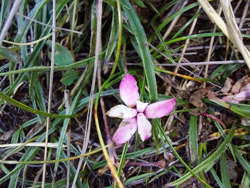Image of Rhodohypoxis baurii by (c) Manuel R Popp, some rights reserved (CC BY)