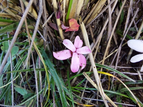 Image of Rhodohypoxis baurii by (c) Manuel R Popp, some rights reserved (CC BY)