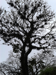 Spathodea campanulata