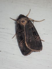 Pseudohermonassa tenuicula