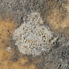 Bagliettoa calciseda