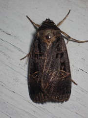 Pseudohermonassa tenuicula