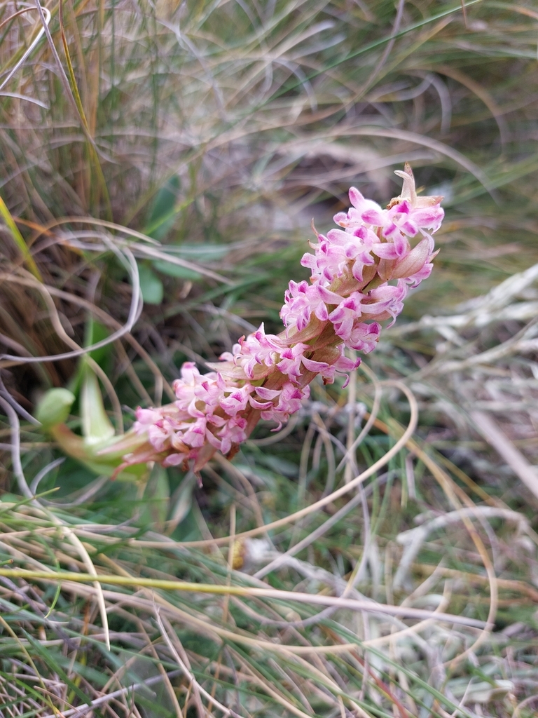 Satyrium neglectum