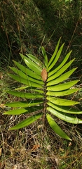 Zamia prasina