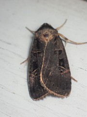 Pseudohermonassa tenuicula