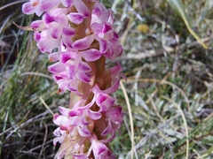 Satyrium neglectum neglectum