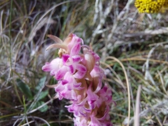 Satyrium neglectum neglectum