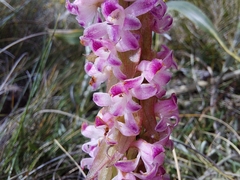 Satyrium neglectum neglectum