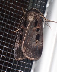 Pseudohermonassa tenuicula